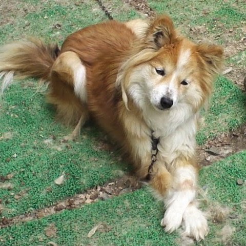 ふたば うちの犬が迷子になって約1週間になります 何か情報があればご連絡頂きたいです 保健所 警察等には連絡済みです 犬 迷子 山梨 ふたば うちの犬が迷子になって約1週間になります 何か情報があればご連絡頂きたいです 保健所 警察等には連絡済みです 犬 迷子 山梨