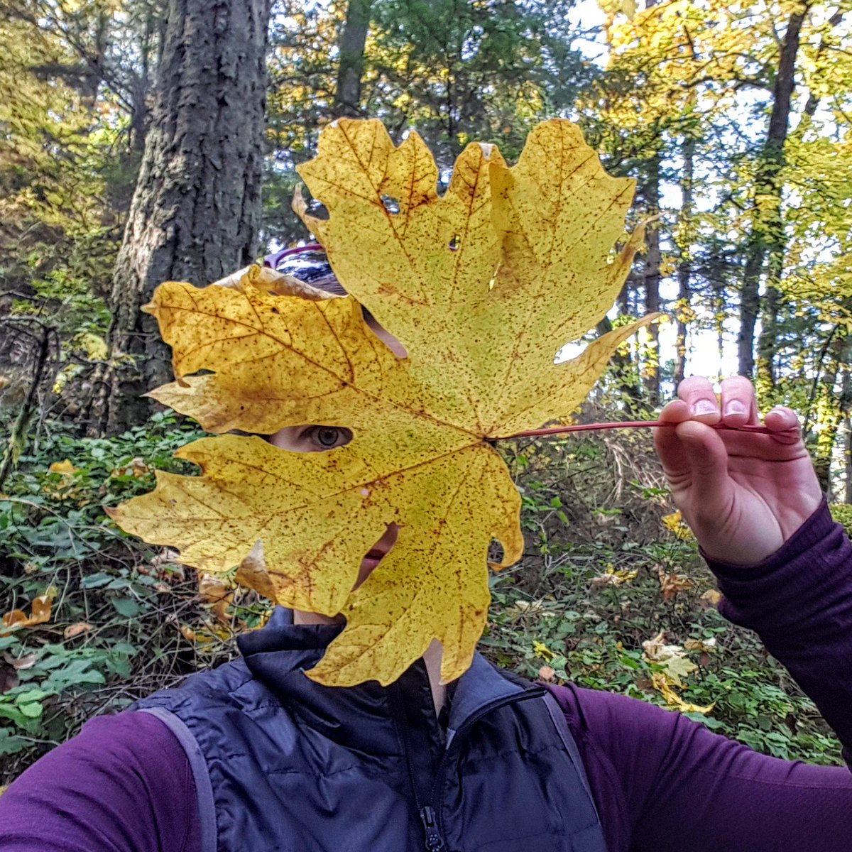 nomadicgp's tweet image. Maple leaves bigger than my head 😍
#fallhikes #yyj #mountdoug