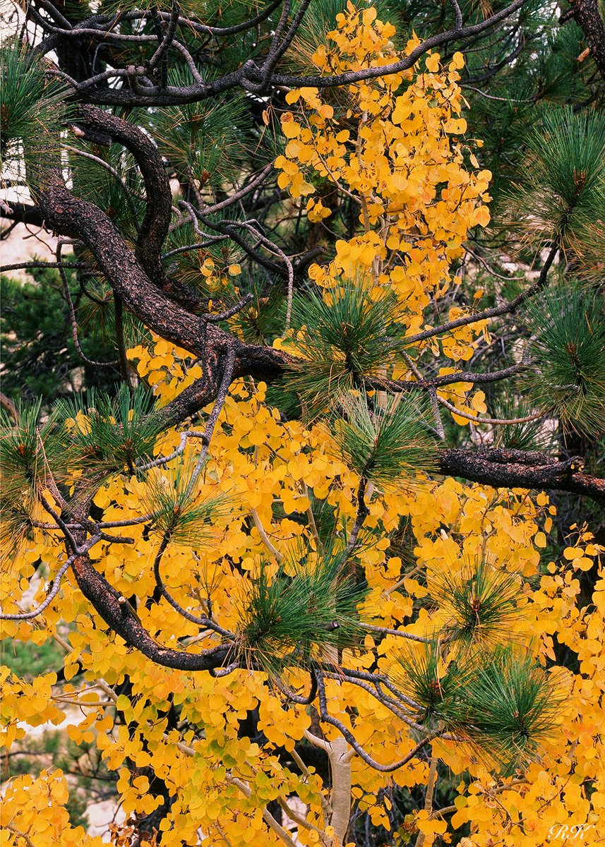 RickKellerMD's tweet image. Coexistence. Harmony. Peace.
#fallcolors #aspentree #pinetree #nature #Velvia50 #35mm #filmphotography