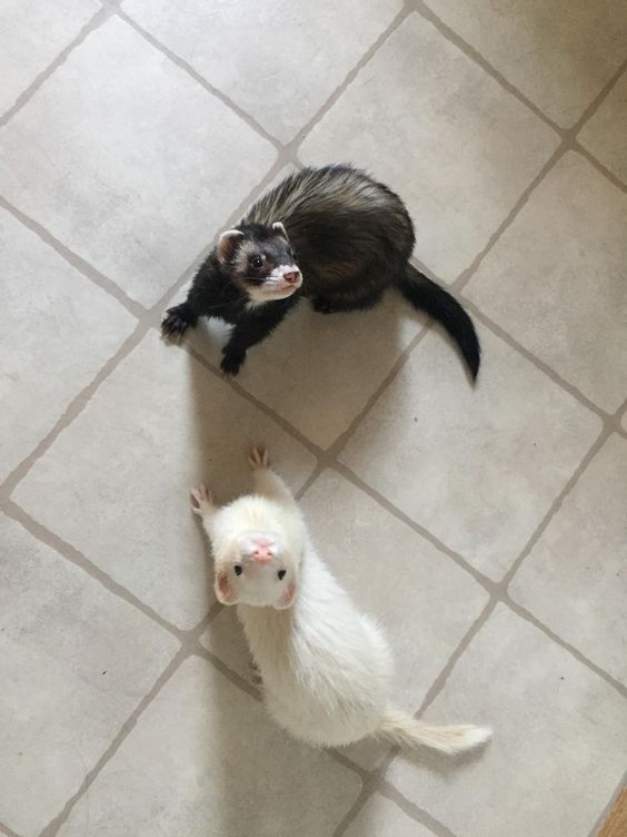 French4Hire's tweet photo. Meet R ( The dark one ) &amp; M (The white one. ) The absolute bastards. https://t.co/RcEKjZD9iP