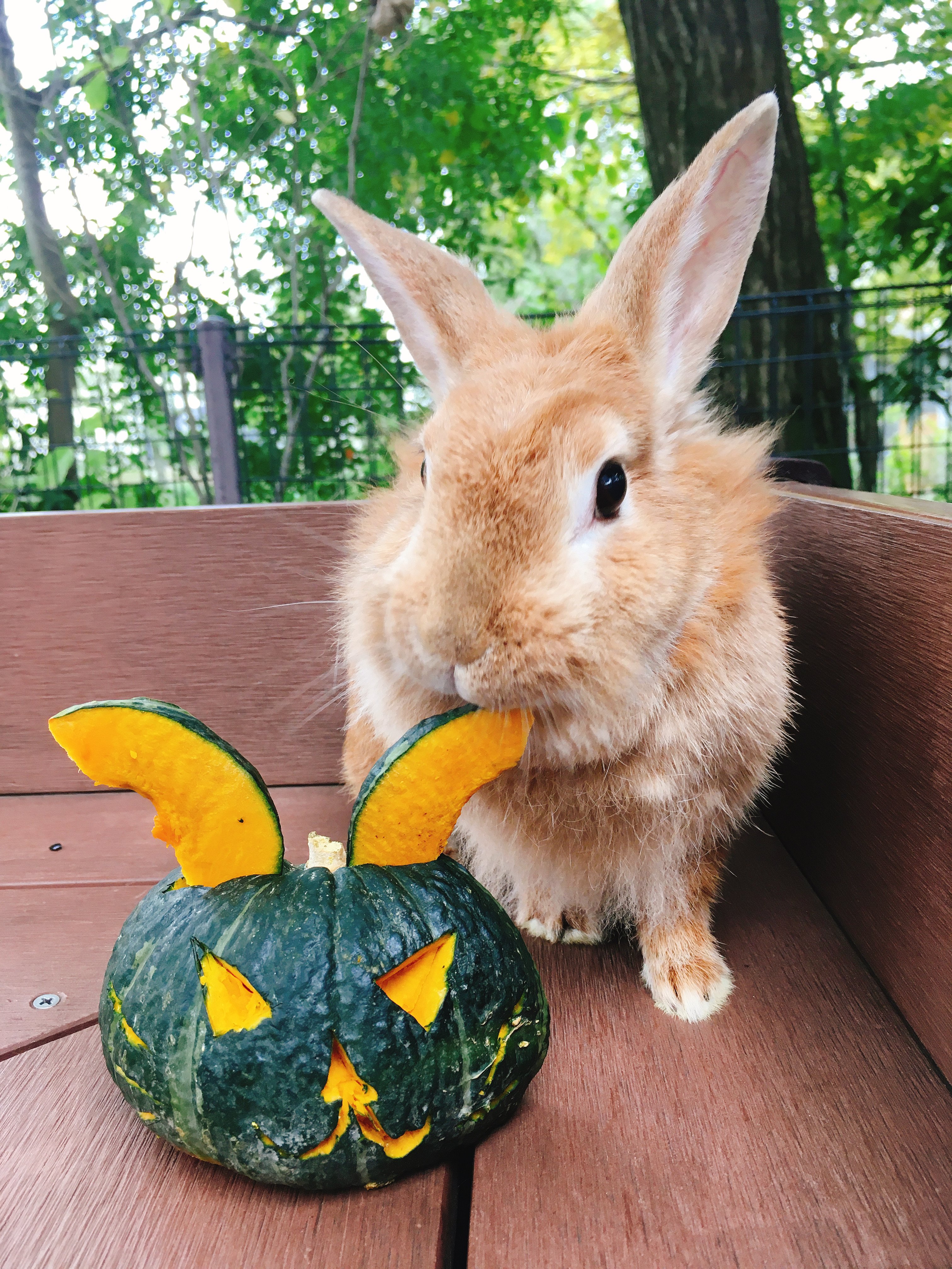 足立区生物園 على X: 足立区生物園 على X: