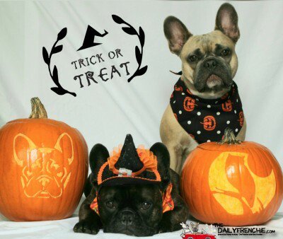 DailyFrenchie's tweet image. Happy Halloween - bit.ly/2pwhCdJ - #frenchie #bulldog #frenchbulldog #frenchbo #puppylove