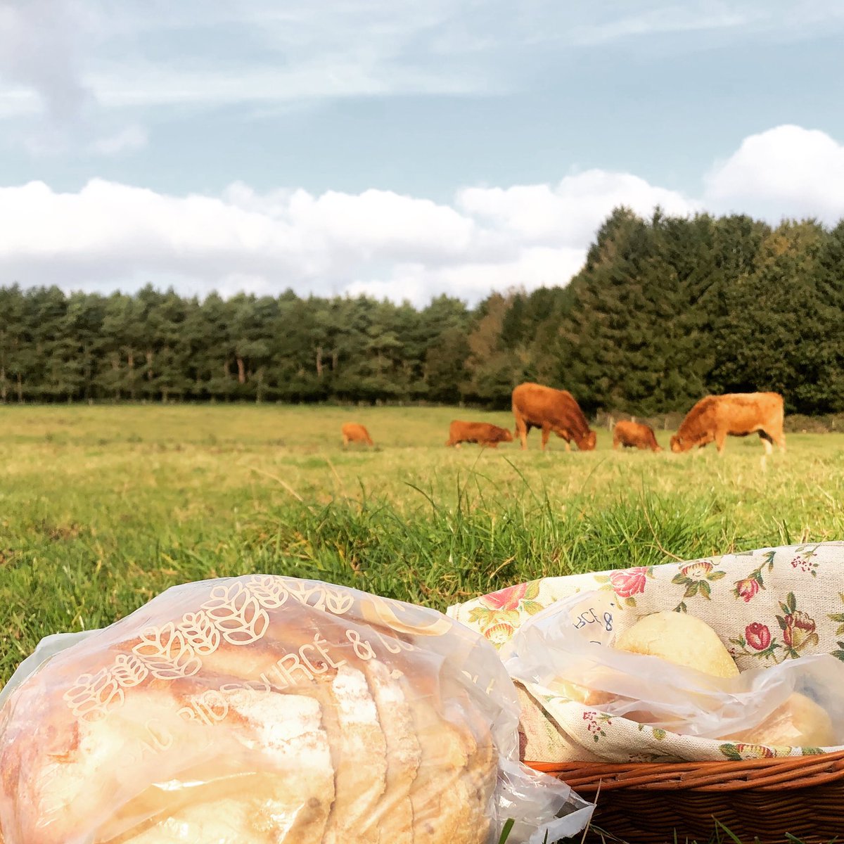 HambletonBakery's tweet photo. Have you seen our new slicing bags made of corn starch &amp; oil that are biodegradable...we are committed to lowering are carbon footprint, for our full environmental policy please visit the website #hambletonbakery #artisanbread #wellbread #savingourplanet #savingourenvironment https://t.co/wo0nKoHJtE