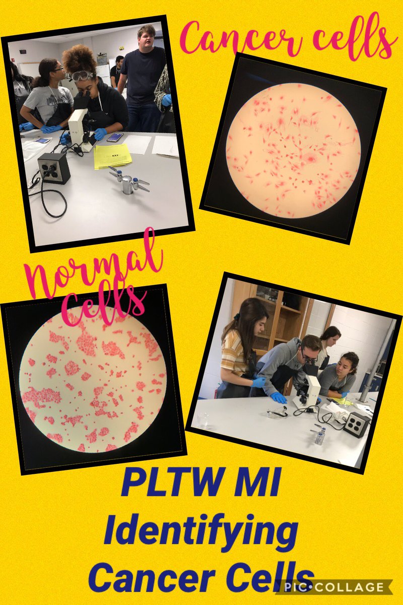 TDurboraw's tweet photo. PLTW MI investigating the morphology of cancer cells. ⁦@BucksBiomedical⁩ ⁦@Buckhorn_High⁩ https://t.co/T1g8O4oq2E