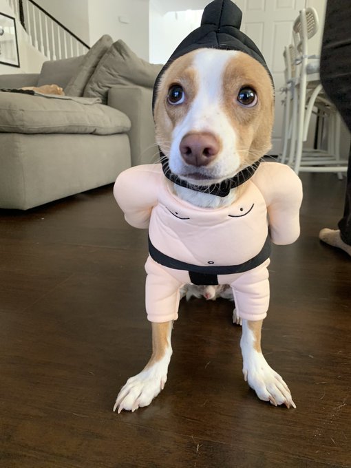 Oliver&rsquo;s sumo wrestler costume is a bit small 😭 https://t.co/K6FIbcZIj8