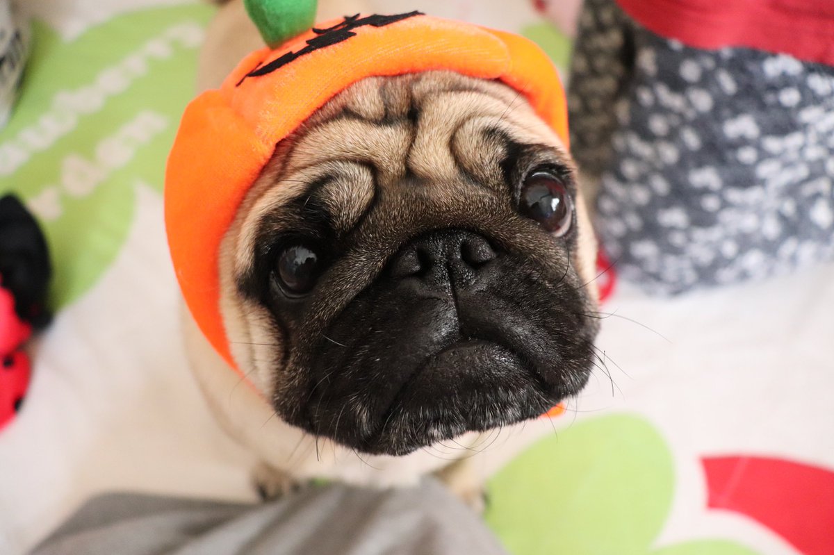 パグ こてつ フレパグ あんず Happyhalloween 今年はてんとう虫andカボチャ あんちゃんは撮影出来なかったので 去年の写真で こんど会ったらお菓子あげるね