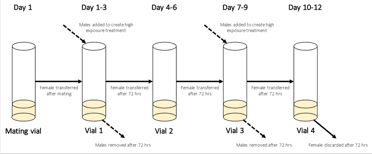 MonashBiol's tweet image. Do males matter to mitochondrial genome evolution? Tom Keaney with colleagues from @SciMelb and @DK_Dowling argue that there at least 3 evolutionary mechanisms that can create male harming mitochondria onlinelibrary.wiley.com/doi/abs/10.111… #MonashEvolution