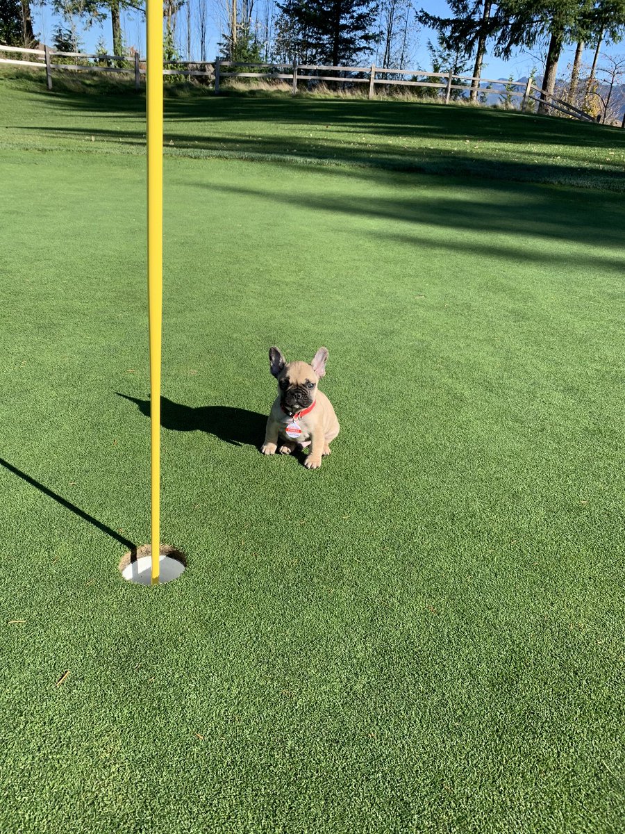 Manny Torres (@mannyfreshturf) on Twitter photo Meet our Assistant-In-Training Finn <a href="/ClubatSR/">The Club at Snoqualmie Ridge</a> <a href="/DogsOfTurf/">Dogs Of Turf</a> #Phineas #WelcomeToTheTurfWorld Meet our Assistant-In-Training Finn <a href="/ClubatSR/">The Club at Snoqualmie Ridge</a> <a href="/DogsOfTurf/">Dogs Of Turf</a> #Phineas #WelcomeToTheTurfWorld