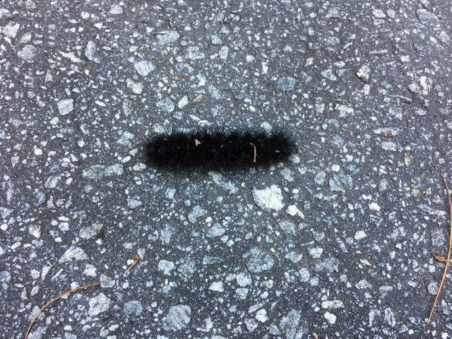 The wooly worm is a caterpillar native to Camp Greenville. Old tales say you can tell how cold the winter will be by how much black and brown coloration they have on them. This one says it’s going to be a cold winter! We shall see!
