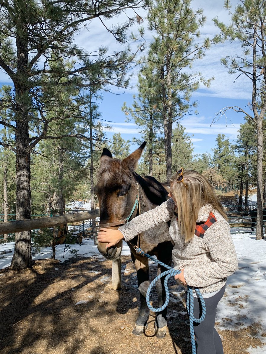 compassandtwine's tweet photo. Mule rides are one of the activities offered to guests at Cloud Camp. These sweet, sure footed creatures take you up the precarious switch backs, from the mule barn back up the camp. #compassandtwine #cloudcamp #broadmoor https://t.co/5gDpWS7fik
