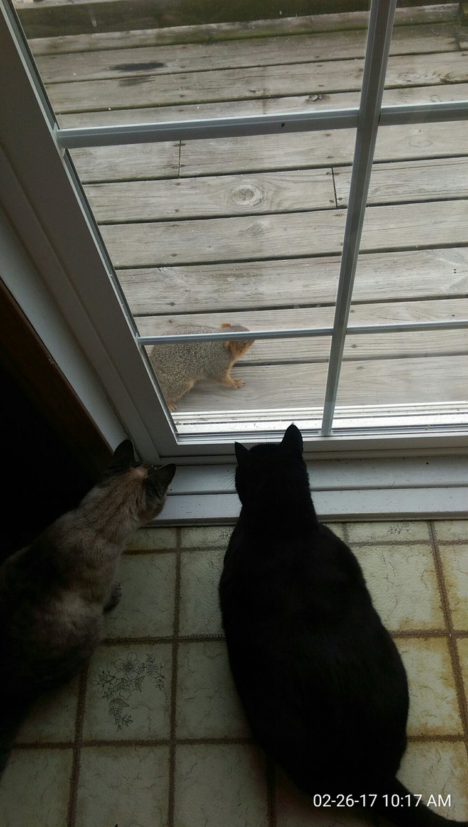 dalessi75's tweet photo. @WTRF7News My babies and their friend https://t.co/1kUXAURuP6