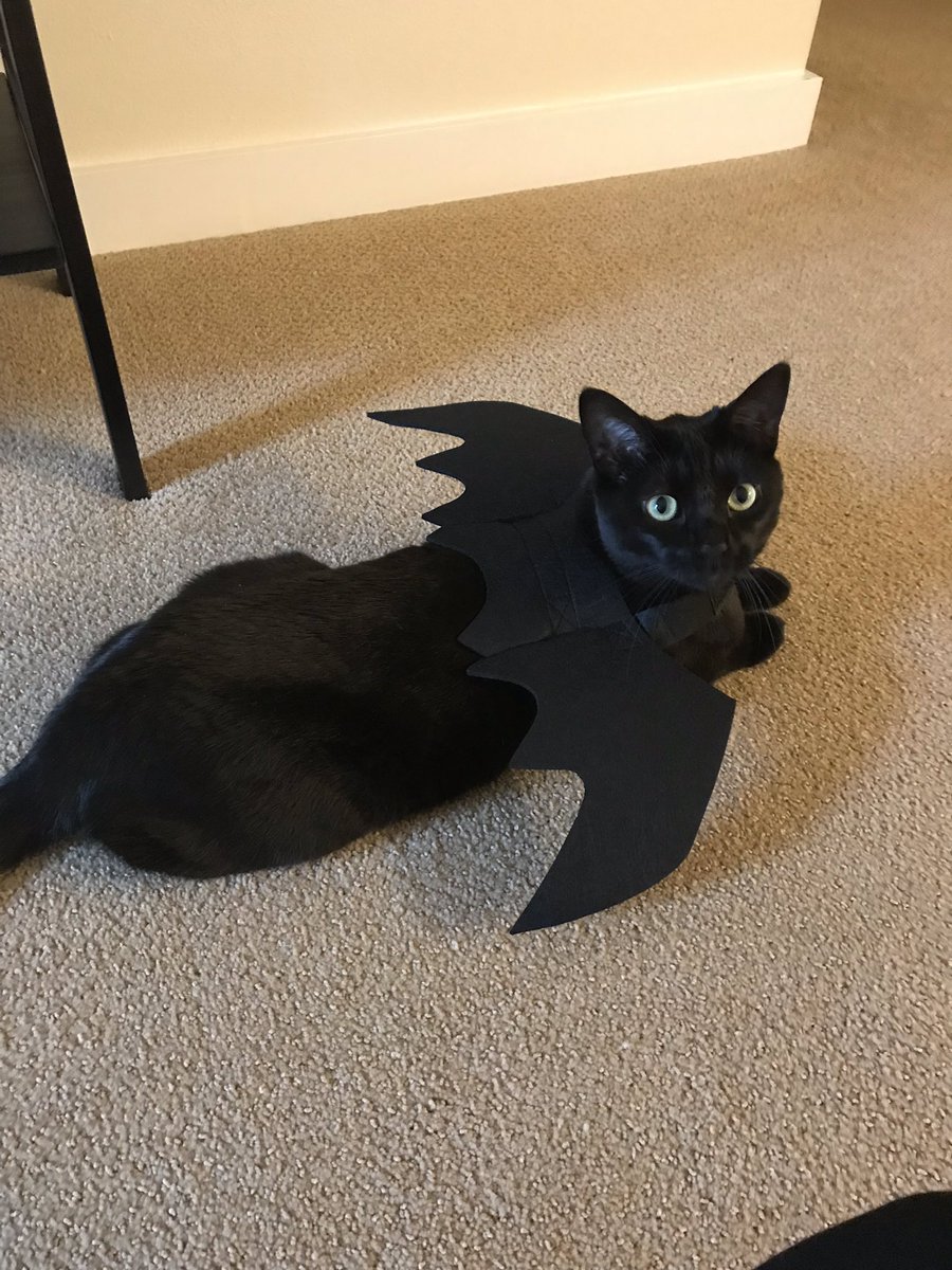 PatrLiu's tweet photo. I interrupt your Halloween-eve feed with a picture of Pekoe in her Halloween costume. Bat or Toothless from ‘how to train your dragon’? https://t.co/KiEwoAduuk