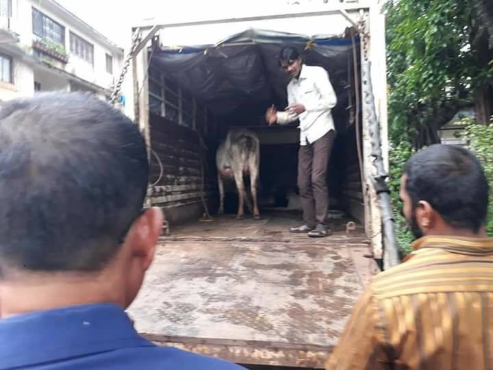 dhyanfoundation's tweet photo. Calf met with accident & so badly injured that the back bone was visible.Mother cow was crying for help, then our volunteers got the info they treated with our para vet and taken to Quitla Betul Gaushala for further treatment and care. #Saveacow #Animalrescue #Dhyanfoundation. https://t.co/wd22YND4Fa