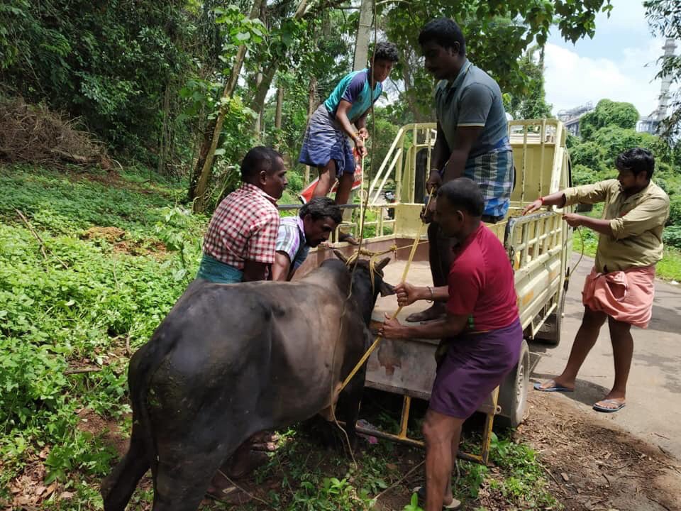 dhyanfoundation's tweet photo. Bull had wound in leg, our volunteers rescued him & taken to our Kochi Gaushala for further treatment and care #Saveacow #Animalrescue #Dhyanfoundation. https://t.co/8QeF21EYnW