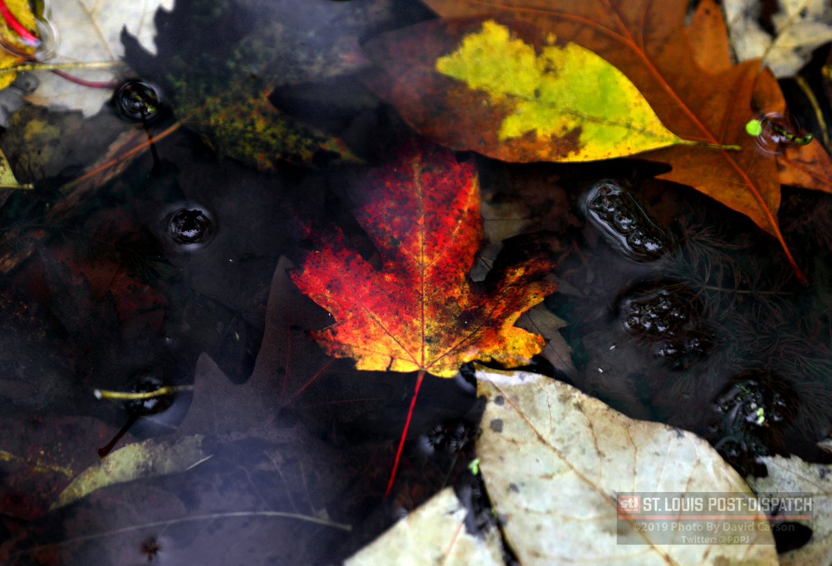 PDPJ's tweet photo. Photos: Bursting into the colors of fall https://t.co/0obXmtoC7Y via @stltoday https://t.co/hOG13hKlFb