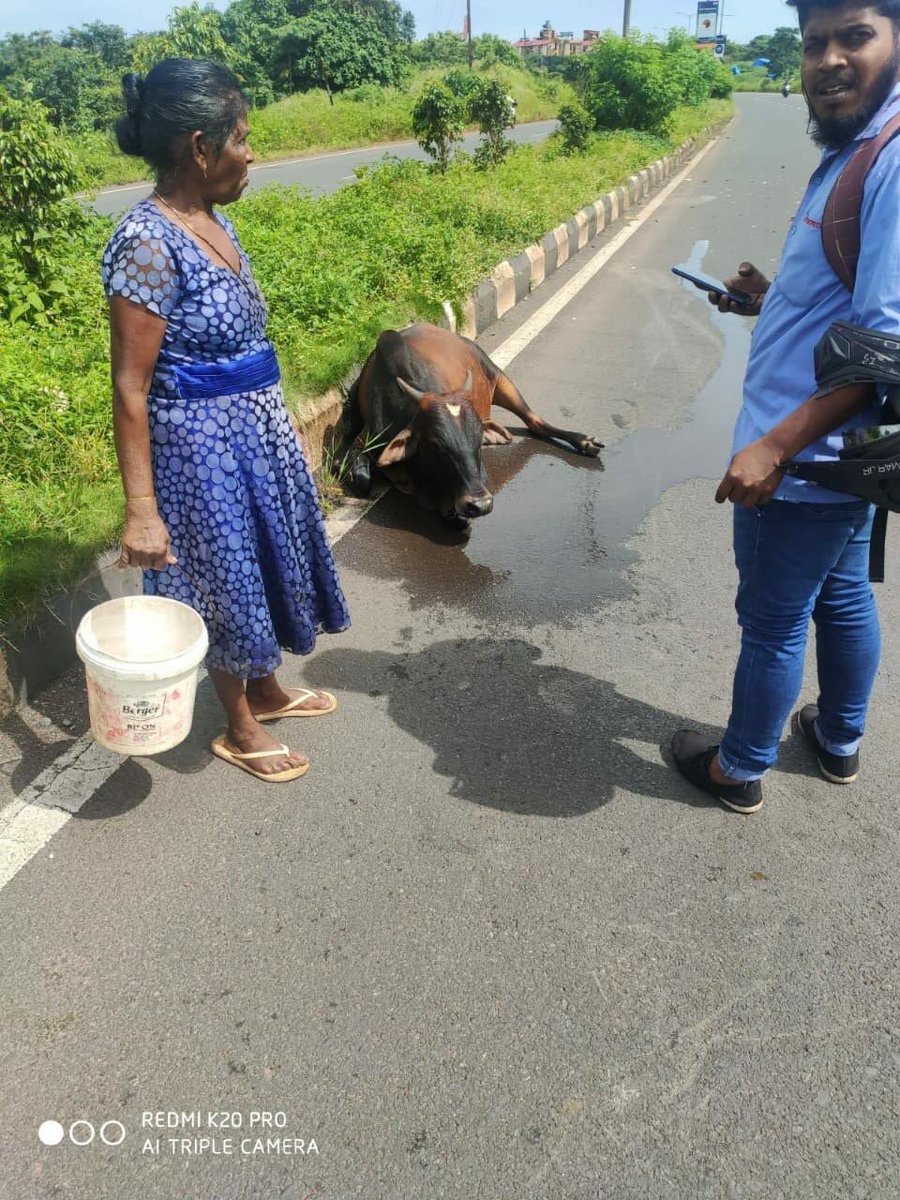 dhyanfoundation's tweet photo. Bull met with an accident in Goa our volunteers got a call, we immediately gave first Aid with the help of PFA & shifted him to our Gaushala for further care #Saveacow #Animalrescue #Dhyanfoundation. https://t.co/kiQh13qhWe