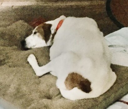 forpoochessake's tweet image. Trooper’s inverted ❤️ patch.
#heartpatch #goodboy #neverforget