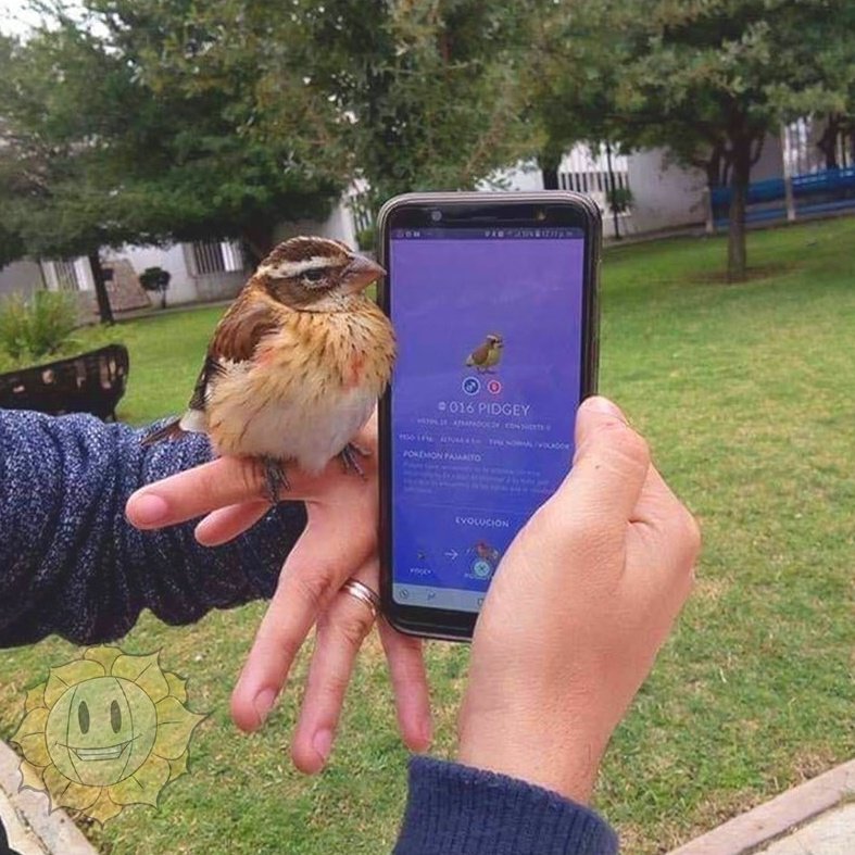 CaelKillara's tweet image. "Pokemon aren't real," they said.
"It's just a game," they said.
"Pidgey doesn't exist," they said.