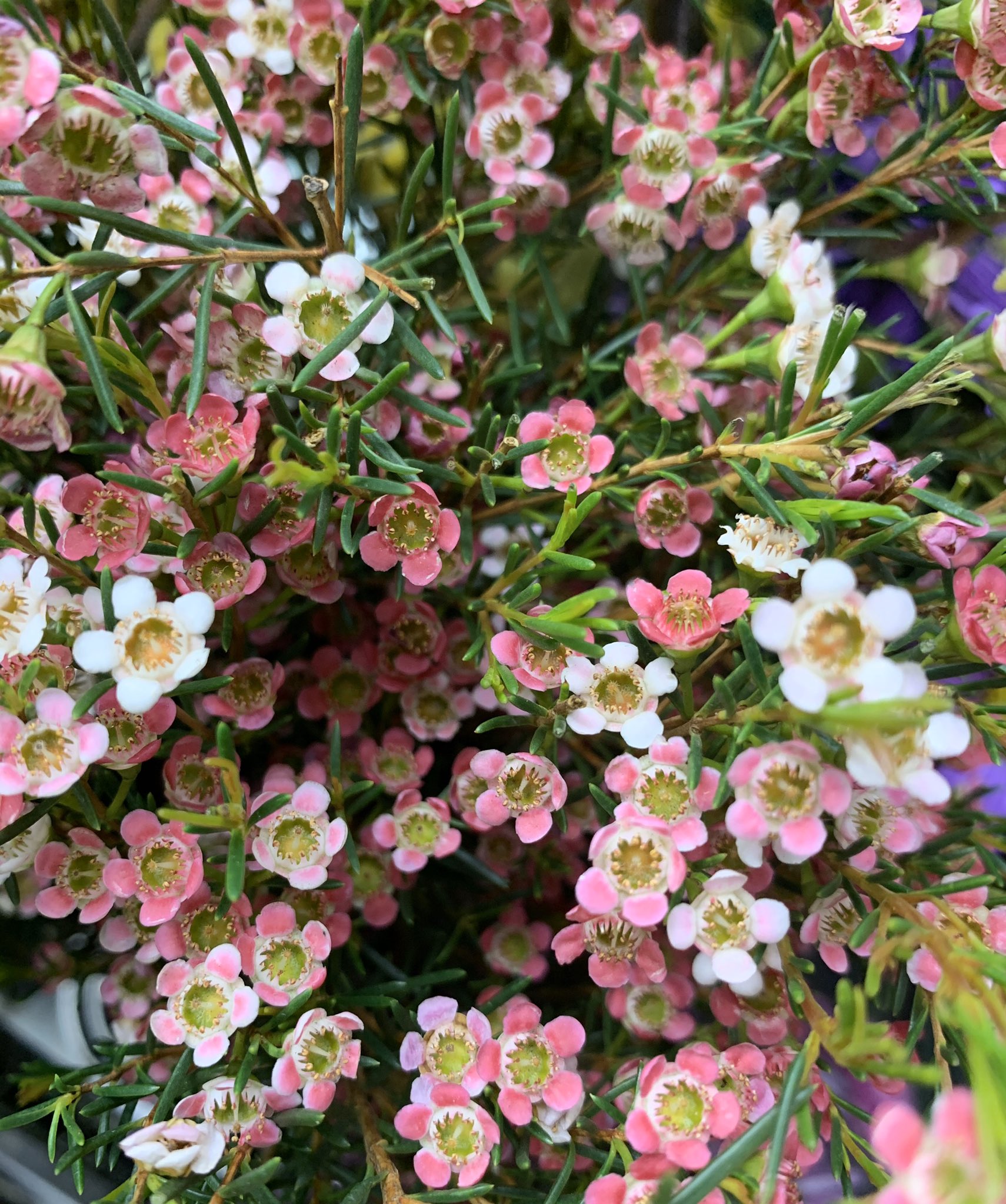 清花園 花屋 Seikaen24 Twitter