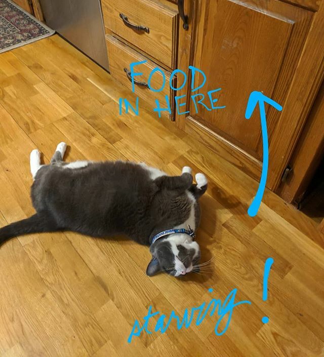 TonksTail's tweet photo. Drama queen much, Allie? #firstworldcatproblems #catsofig #funnycats https://t.co/XTgzzRsyxF https://t.co/Gs6kkvJ31q