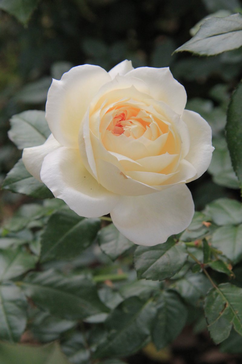 神代植物公園 ニュース Twitterren スタッフより 広報係 本日のばら園から人名の 付けられたバラをピックアップ カトリーヌ ドゥヌーブ チャイコフスキー モナ リザ ミスター リンカーン 全て バラの名前と花のイメージが重なるように思えます