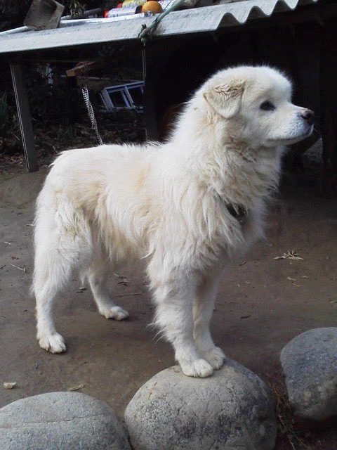 @iyashichannel_ ウチの犬の子供の頃にソックリ(故) 