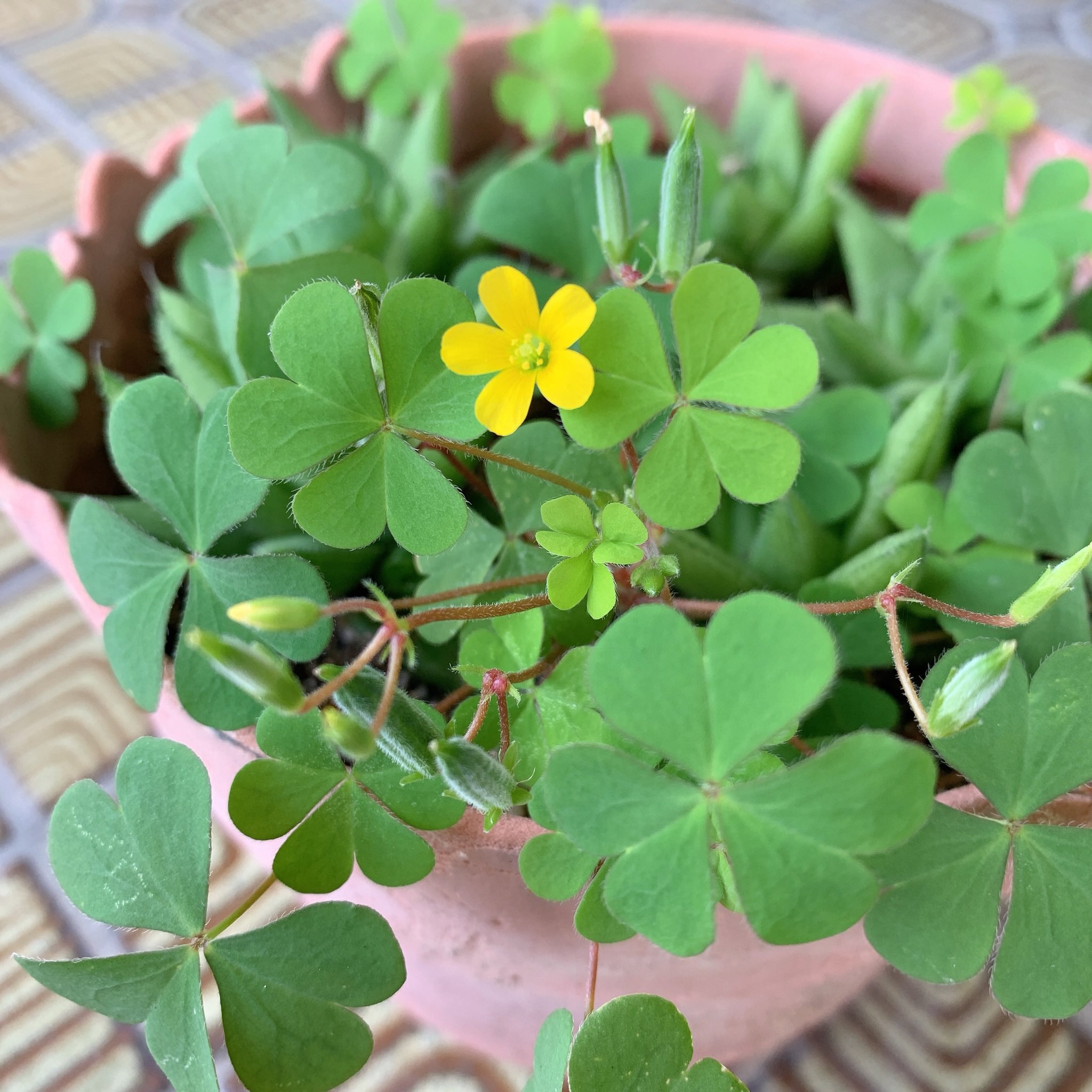 Choice カタバミは侵入者なんだけど ハートの葉っぱと小さな黄花が可愛くて駆除できない 可愛い雑草 カタバミ 黄花 T Co Ksm46bjrnk Twitter