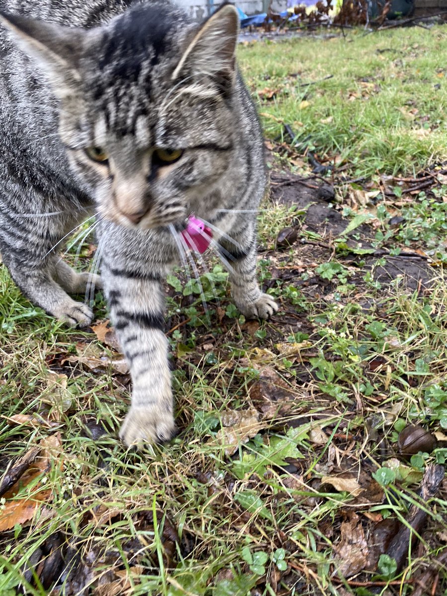 cosmomak's tweet photo. if anyone would like to help me take this sweet girl home by helping me pay her vet bill my venmo is $mschaaf3. ive already got her a collar and everything i just can’t bring her home until i make sure she’s not contagious for my other cat https://t.co/Lc8q071gCH