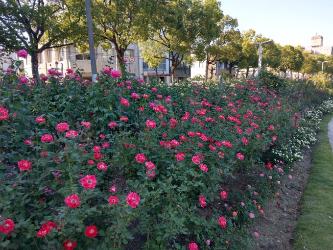 ばら公園 のバラの見ごろやバラまつりとバラ園情報 バラ園案内 バラの見ごろと開花状況