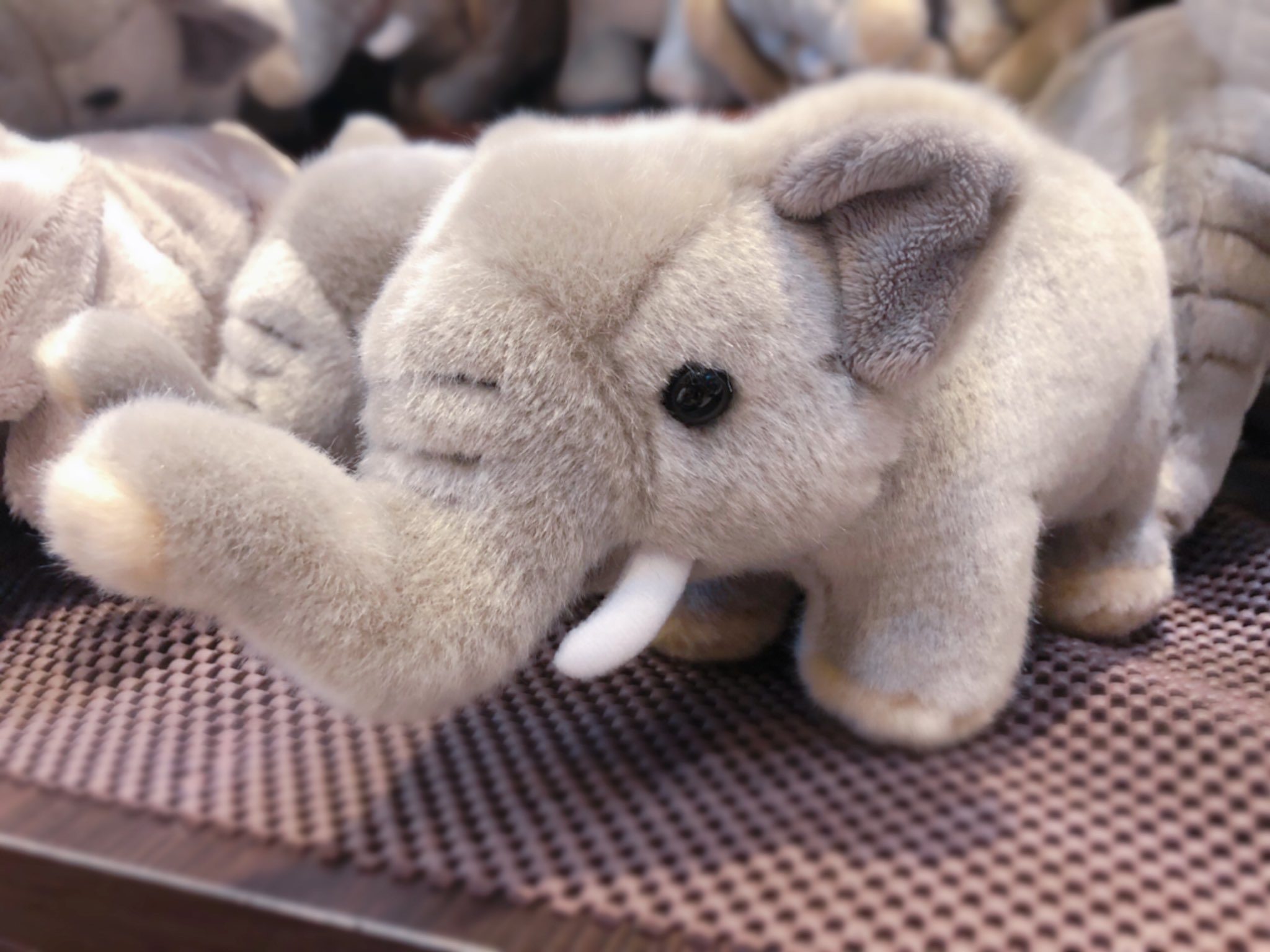 円山動物園オフィシャルショップ こんにちは 本日はぬいぐるみランキングより第1位をご紹介します アジアゾウのぬいぐるみです 普通のゾウ アフリカゾウ のぬいぐるみと比べて 耳が少し小さいのが特徴です ぜひお手にとって見比べてみてください