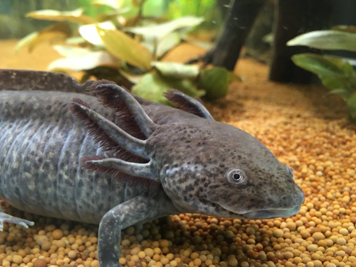 IMPvienna's tweet photo. #REANIMA: 12 European research institutions incl. @IMPvienna to investigate cardiac #regeneration, funded by @EU_H2020 program and coordinated by @CNIC_CARDIO . Elly Tanaka &amp; team will study regenerating #axolotl heart.
Read more: 
https://t.co/zz1nxMt97v https://t.co/thZDcNfNX9