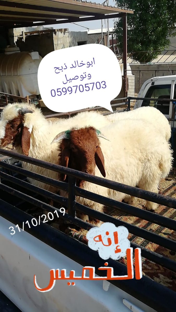 dmmsheep's tweet photo. ماشاء الله 
شي طيب ونظيف 
ذبح وتوصيل 
نراعي الله في الاختيار https://t.co/xFker0ndeR