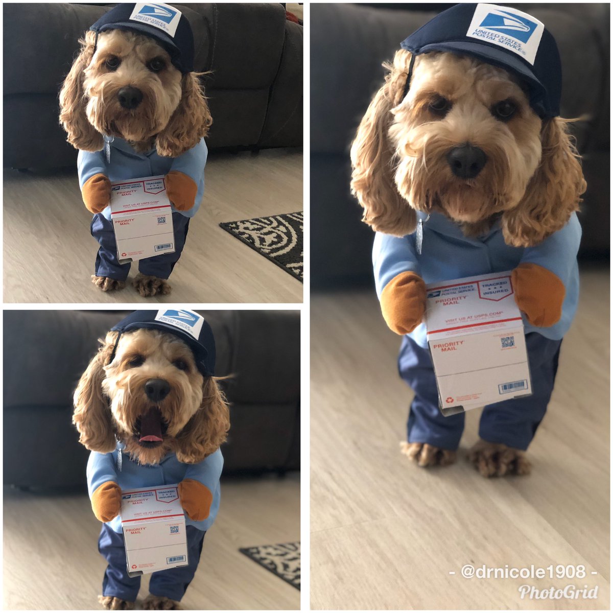 DrNicole1908's tweet photo. Chewbaka is ready to deliver those holiday packages @MorningExp @RobinMeade #MXPHalloween https://t.co/Gy6X1ARJSi