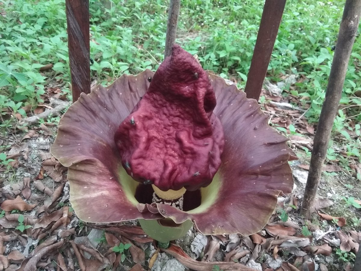 RGKating's tweet image. Katanya ini bunga bangkai, tumbuh samping rumahku...