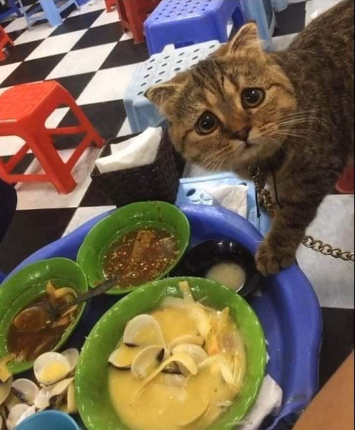 😺: boleh minta dikit yg ini kaaak? 
👦🏻: GAK
😿😿😿😿😿😿

SAPA YG TEGA BIKIN MIONG SEGEMAY INI CEMBERUT WOY NGAKU SINI GW JADIIN IKAN LU! 
Source: fb