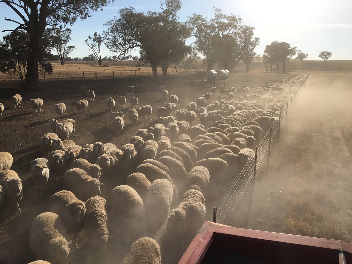 AlexanderIngold's tweet photo. Lambs weaned and ewes off paddocks in drought confinement lots . 350 per pen takes 3mins to feed them all with grain plus a straw bale every 4 days or so 1kg barley every seccond day ! Much easier than chasing them over the farm to feed not to mention the benefit to groundcover https://t.co/OFye2KWMPy