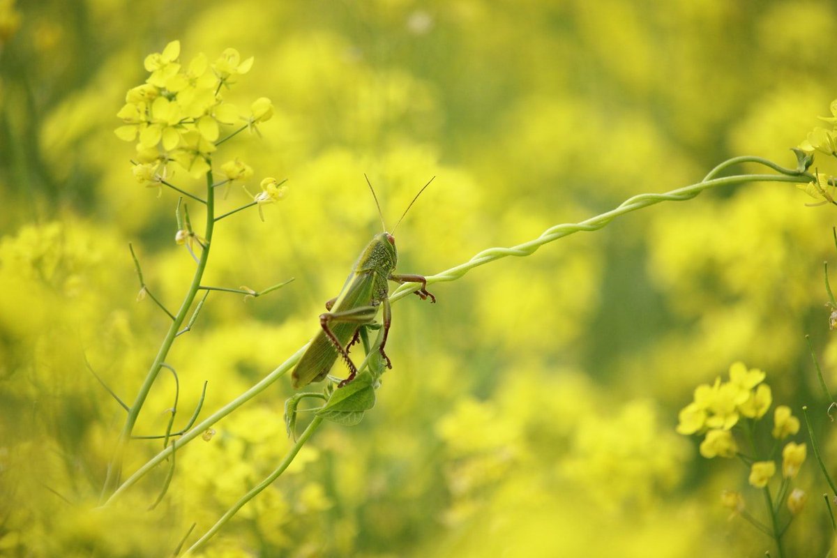 Biocitech's tweet photo. 📣 COLLOQUE 📣
N'oubliez pas de vous inscrire au colloque #Insectinov3 organisé par @Adebiotech du 26 au 28 novembre 2019 chez #Biocitech ! 🐝
Inscrivez-vous : https://t.co/HMurDG99HG
#Innovation #Biotechnologie #Insectes #Insectinov #Conférence #Alimentation https://t.co/sytgcPpjeG