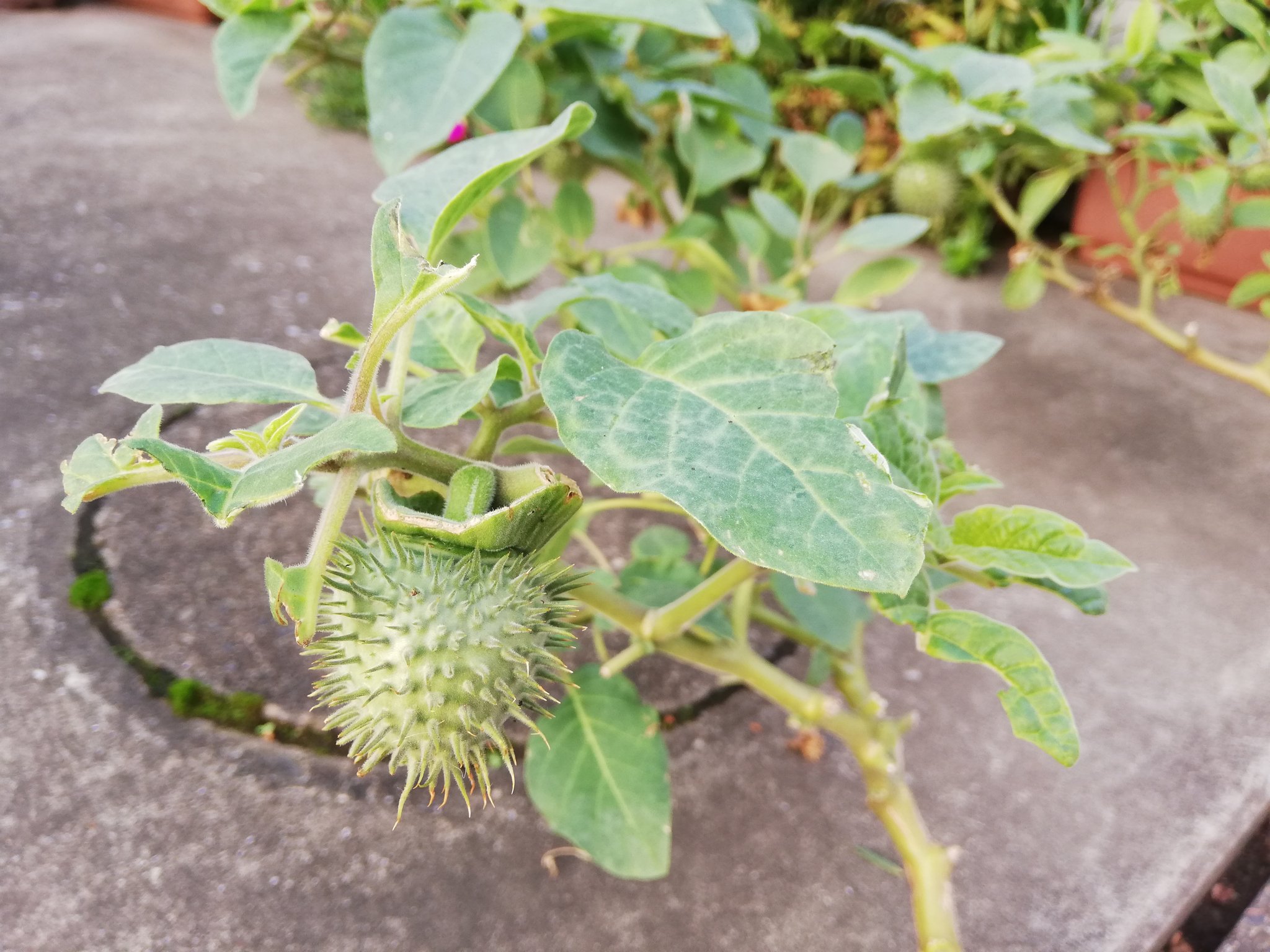 今いねぇ やけに植物に詳しい悟空 Avedelalus チョウセンアサガオの仲間だな 写真に写ってるトゲトゲの実と でっけぇお花が特徴だな 色んなとこで野生化しちまってるみてぇだな Twitter