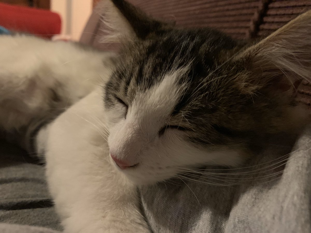 somnusthekitten's tweet photo. #somnusthekitten #sleepykitty #tiredkitty #tiredcat #tiredcats #kitten #kittens #cat #cats #catsontwitter #catsoftwitter #kittensoftwitter #kittensontwitter https://t.co/G1INNwWtZB