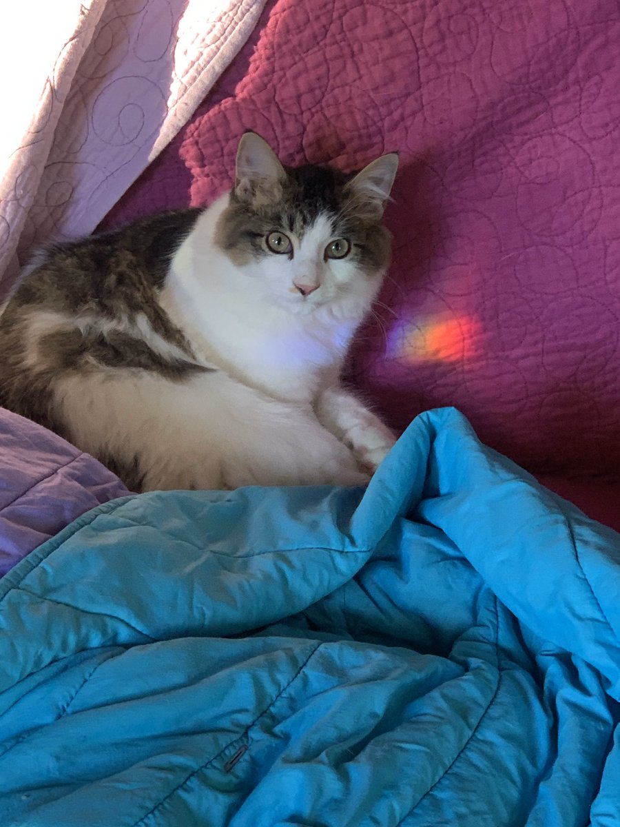 somnusthekitten's tweet photo. #somnusthekitten #kitten #cat #kitties #kitty #cats #kittens #catsontwitter #catsoftwitter #kittensoftwitter #kittensontwitter https://t.co/BoqZzci0Mr