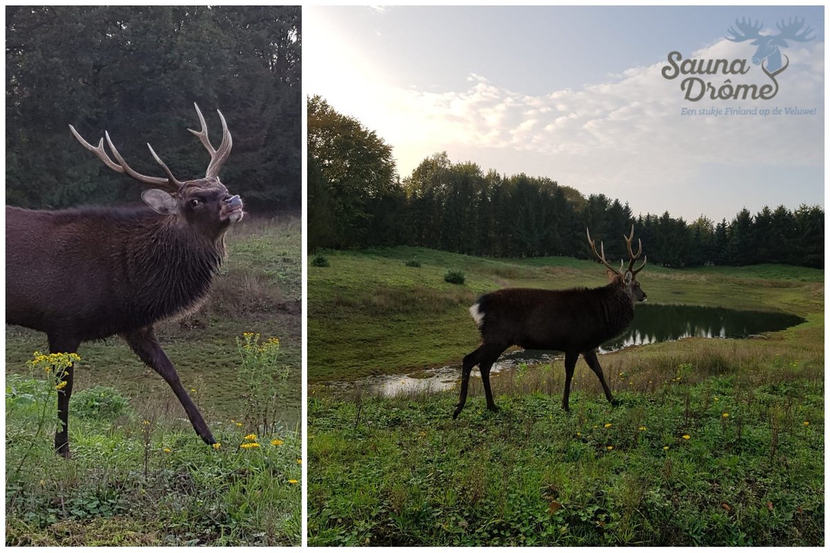 Ook bij ons is de Bronsttijd nog in volle gang. 🦌 #hert #Veluwe #natuur #Putten #Gelderland #wellness #Sauna #relax #SaunaDrôme #grotsauna #bootsauna #dagjeFinlandopdeVeluwe 🇫🇮