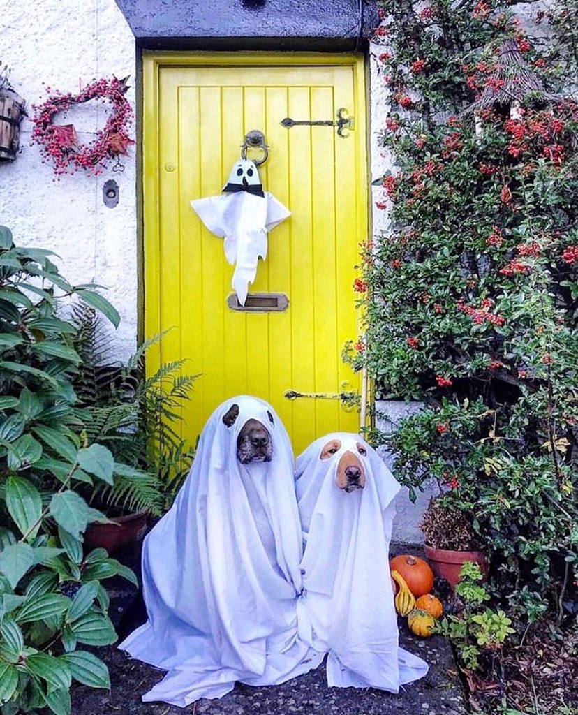 Feel_British's tweet photo. Happy Halloween 👻🎃👻🎃👻🎃 #FeelBritish #halloween2019 #DogsInCostumes #eshop #BoutiqueBeaute https://t.co/kLN6kXbrmF