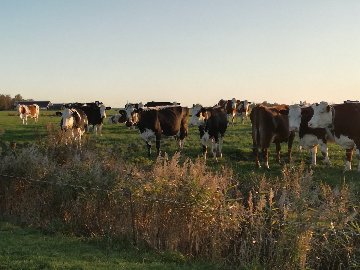 Onze biologische koeien genieten nog even van de herfst zon. De laatste dagen buiten deze herfst, of misschien wel voor altijd, de politiek beslist deze winter of onze boerderij wordt onteigend, de koeien geslacht en de grond kado gedaan aan sbb/natuurmonumenten.