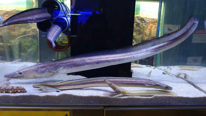 ハモの特徴 見分け方 写真から探せる魚図鑑