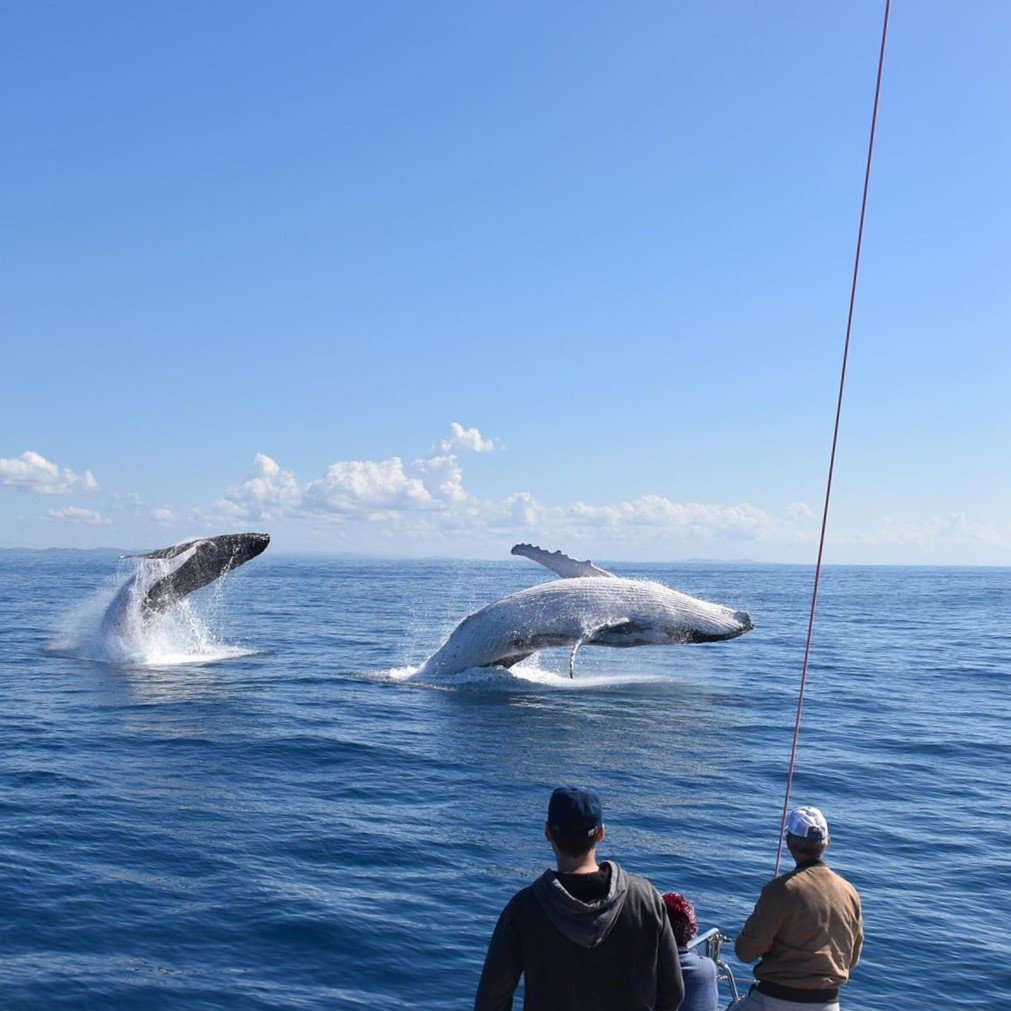 Study Sunshine Coast (@studyscoast) on Twitter photo Whale, whale, whale... Looks like #whaleseason is coming to an end!π³π Did you catch a glimpse of the gentle giants this winter?π #visitsunshinecoast by @elitesailingcharters (IG) <a href="/Queensland/">Queensland Australia</a> @australia Whale, whale, whale... Looks like #whaleseason is coming to an end!π³π Did you catch a glimpse of the gentle giants this winter?π #visitsunshinecoast by @elitesailingcharters (IG) <a href="/Queensland/">Queensland Australia</a> @australia