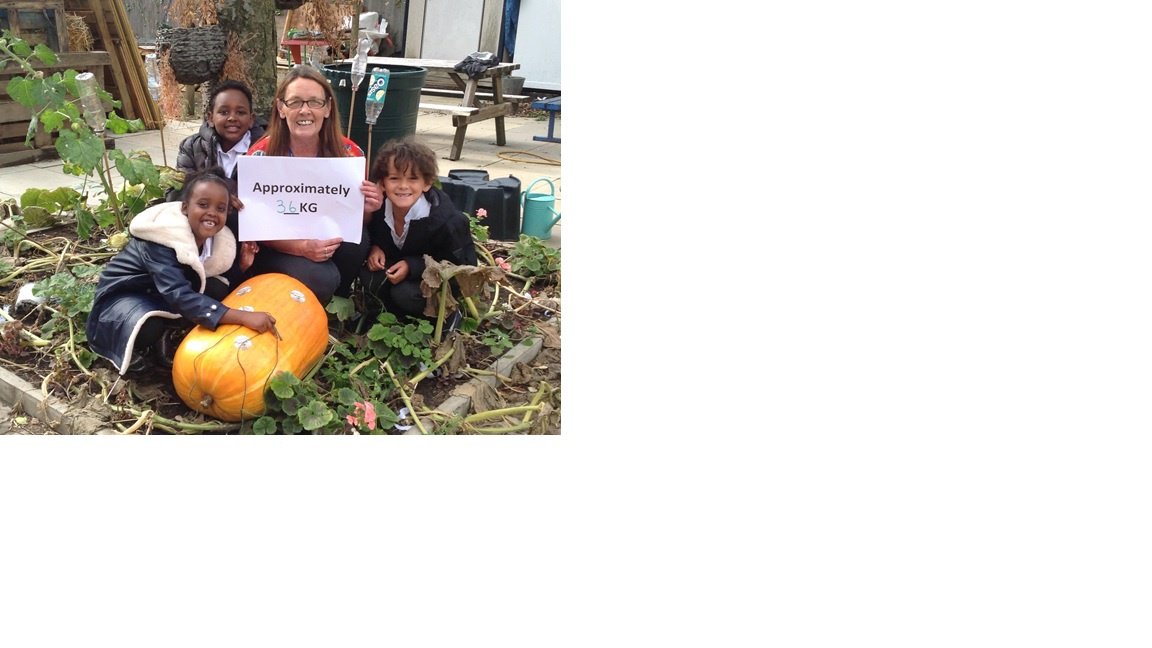 Amazing effort from green-fingered students in the gardening club at @OldFordPrimary for growing this 36kg pumpkin in the run-up to #Halloween today 👻 ! Well done to all at the school @KevinJonesOFPA @RHSSchools #ukgiantpumpkin Any more giant #towerhamlets pumpkins out there?