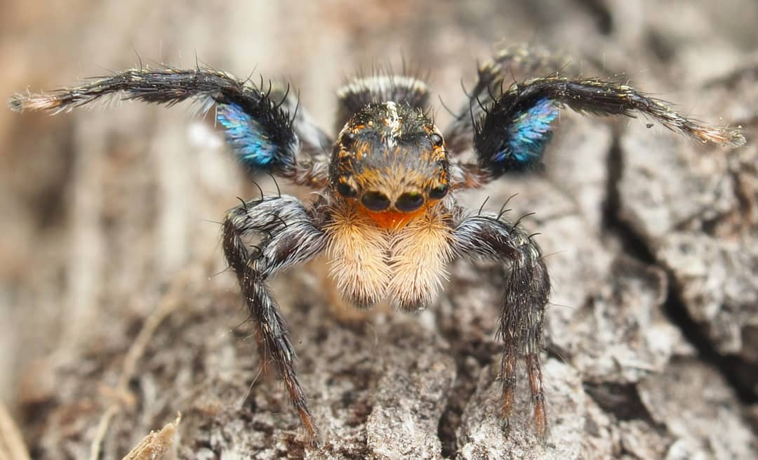 Stoked to have found a jumping spider species I have been looking for for a couple of years now on the Little Desert #bushblitz @BushBlitz2! After reviewing old literature and examining historic type specimens, we have concluded that this is indeed a new (undescribed) species.