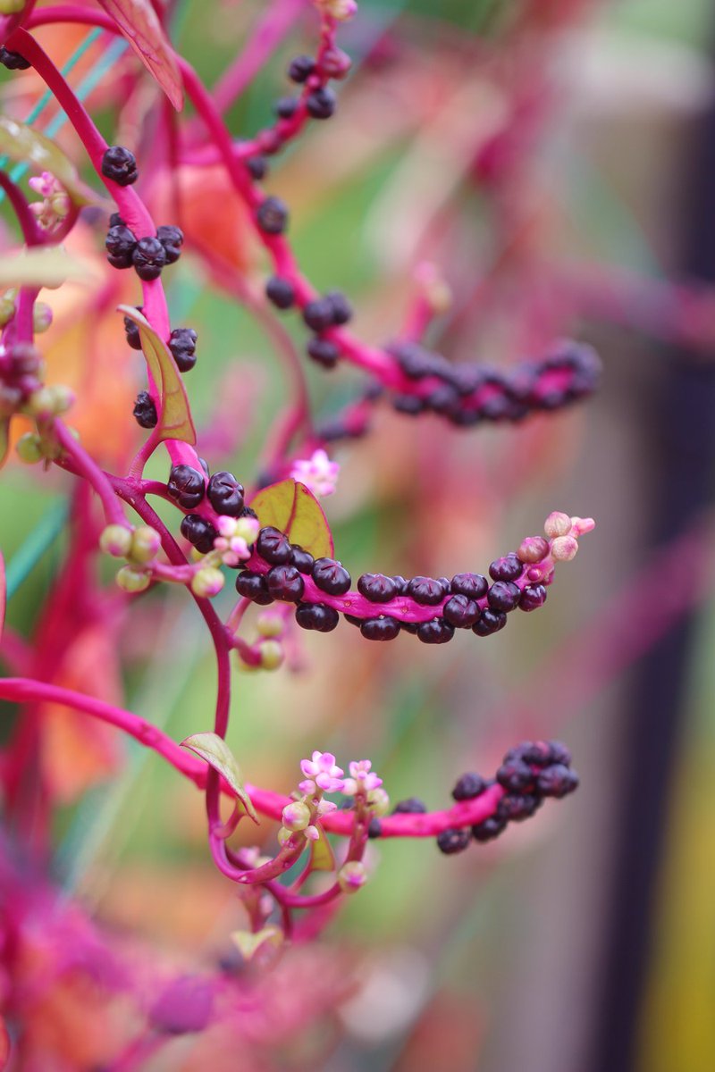 O Xrhsths 長居植物園 Sto Twitter 正解発表 正解は ツルムラサキ でした 最近はスーパーなどでも見かけますよね 基本的には葉や茎を食用にしますが 花や蕾も甘くて美味しいとのこと また ブドウのような果実は染料にもなります コメントをくださった皆さま