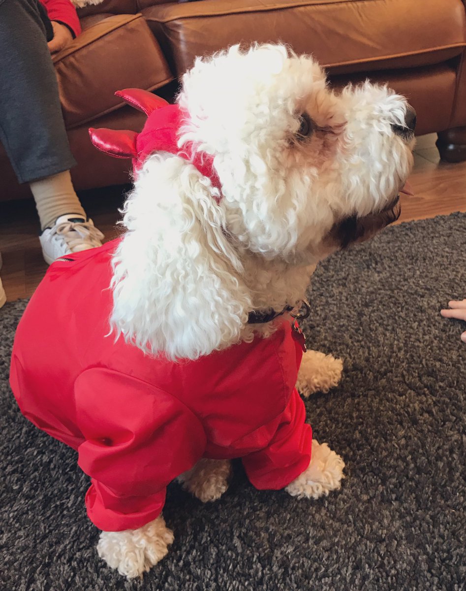 mjstacey77's tweet photo. #lorraine this is Prince in his red wet suit. We’ve popped some horns on him because he’s a little devil! @lorraine https://t.co/MfYWpfbWo2