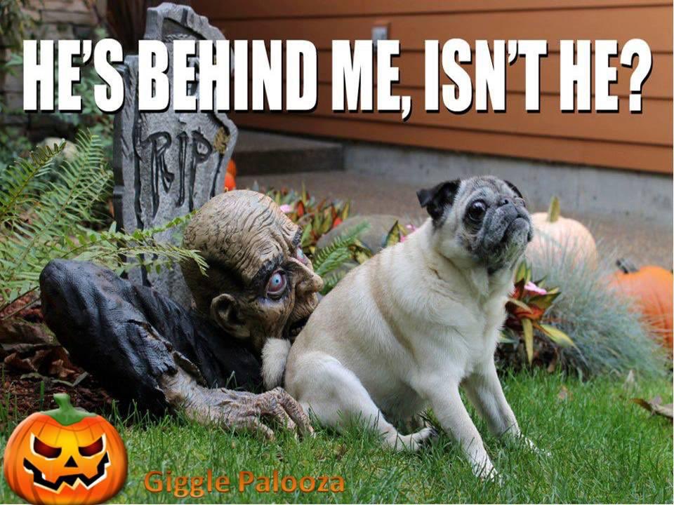 DOUGAL'S DOGGY DIGS (@dougalsdigs) on Twitter photo 